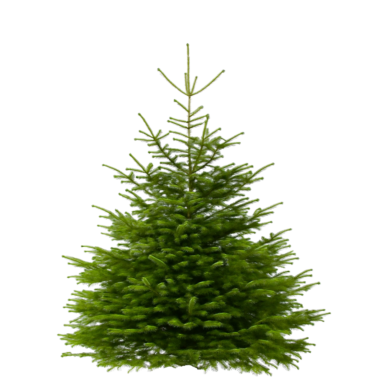 Nordmann sapin de Noel 170cm